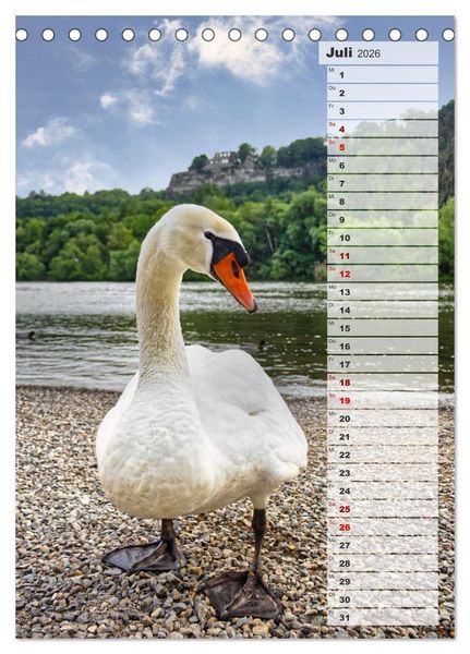 Produktbild: Stolze Schw&auml;ne (Tischkalender 2026 DIN A5 hoch), CALVENDO Monatskalender