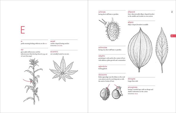 Produktbild: A Botanist's Vocabulary