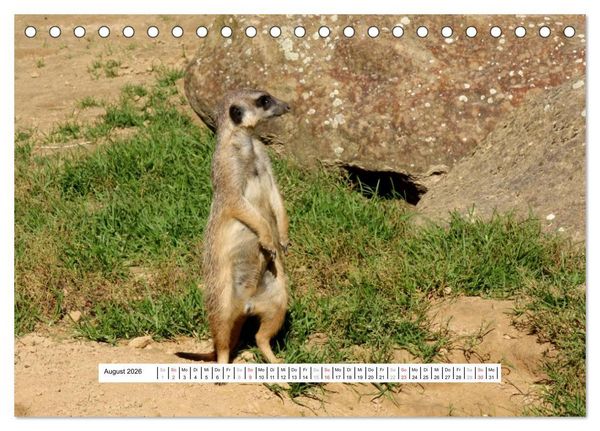 Produktbild: Erdm&auml;nnchen - Die Kobolde im Tierreich (Tischkalender 2026 DIN A5 quer), CALVENDO Monatskalender