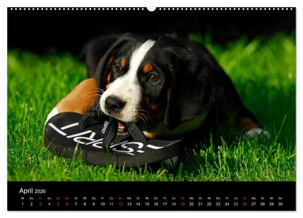 Produktbild: Welpen 2026 (Wandkalender 2026 DIN A2 quer), CALVENDO Monatskalender