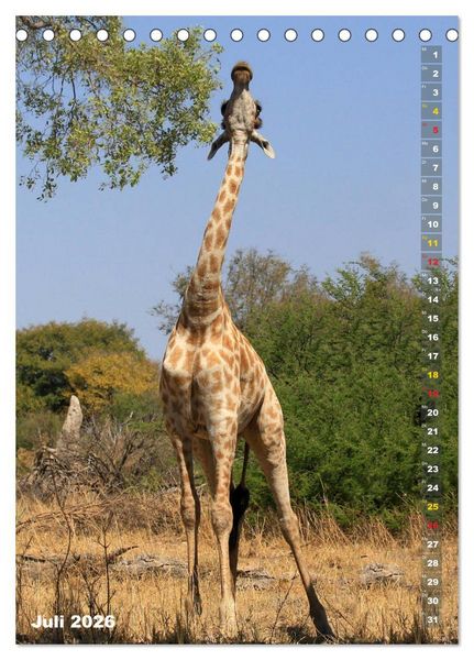 Produktbild: Giraffen - Anmut und Sanftheit (Tischkalender 2026 DIN A5 hoch), CALVENDO Monatskalender