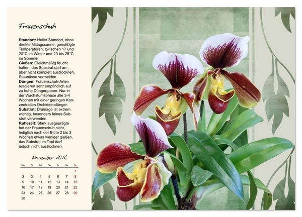 Produktbild: Bl&uuml;tenpracht am Fenster (Wandkalender 2026 DIN A3 quer), CALVENDO Monatskalender