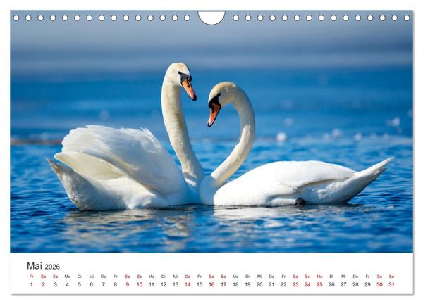 Produktbild: Schw&auml;ne - Prachtvolle Federkleider. (Wandkalender 2026 DIN A4 quer), CALVENDO Monatskalender