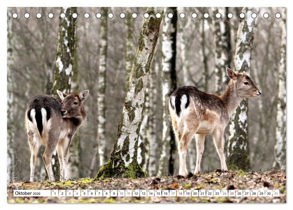 Produktbild: Der Damhirsch - Der Schaufeltr&auml;ger des Waldes (Tischkalender 2026 DIN A5 quer), CALVENDO Monatskalender