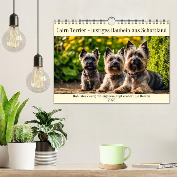 Produktbild: Cairn Terrier - lustiges Raubein aus Schottland (Wandkalender 2026 DIN A4 quer), CALVENDO Monatskalender