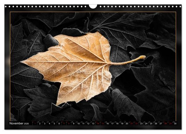 Produktbild: Blattkunstwerke (Wandkalender 2026 DIN A3 quer), CALVENDO Monatskalender