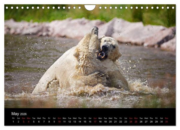 Produktbild: POLAR BEARS - ARCTIC LEGENDS (Wall Calendar 2026 DIN A4 landscape), CALVENDO 12 Month Wall Calendar