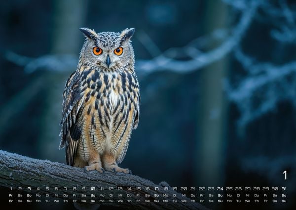 Produktbild: Eulen - W&auml;chter der Nacht - 2027 - Kalender DIN A2