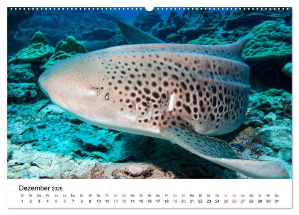 Produktbild: Highlights aus dem Meer - Tauchkalender (Wandkalender 2026 DIN A2 quer), CALVENDO Monatskalender