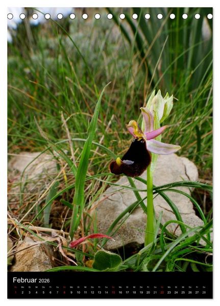 Produktbild: Orchideen in S&uuml;deuropa (Tischkalender 2026 DIN A5 hoch), CALVENDO Monatskalender