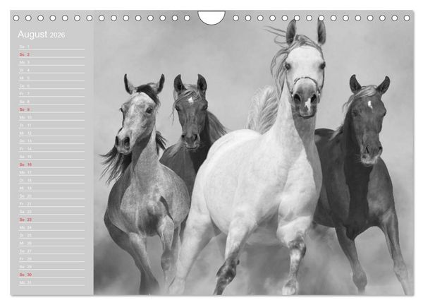 Produktbild: Arabische Pferde (Wandkalender 2026 DIN A4 quer), CALVENDO Monatskalender