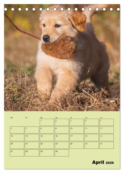 Produktbild: Jahresplaner Golden Retriever (Tischkalender 2026 DIN A5 hoch), CALVENDO Monatskalender