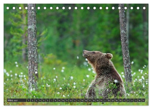 Produktbild: Magie des Augenblicks - B&auml;ren in nordischen W&auml;ldern (Tischkalender 2027 DIN A5 quer), CALVENDO Monatskalender