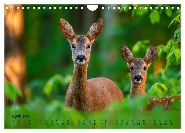 Produktbild: Jagd und Natur - Kalender f&uuml;r J&auml;ger mit Wildtieren Deutschlands im Jahreslauf (Wandkalender 2026 DIN A4 quer), CALVENDO Monatskalender