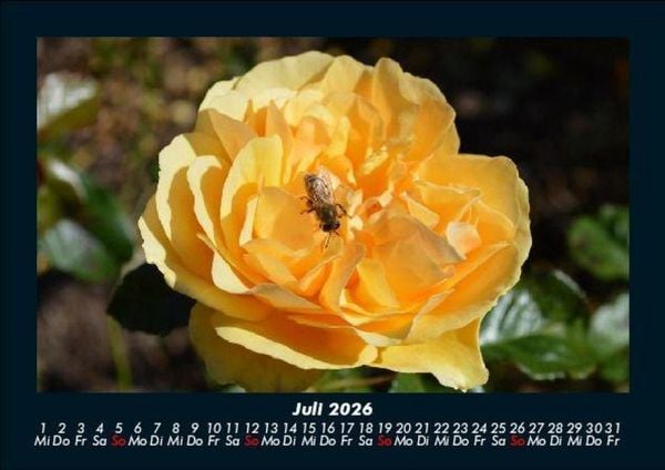 Produktbild: Rosentraum 2026 Fotokalender DIN A5
