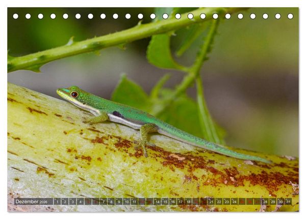 Produktbild: Reptilien auf Madagaskar (Tischkalender 2026 DIN A5 quer), CALVENDO Monatskalender