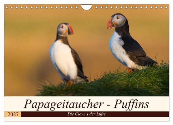 Produktbild: Papageitaucher - Puffins (Wandkalender 2027 DIN A4 quer), CALVENDO Monatskalender
