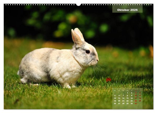 Produktbild: Kaninchen klein und putzig (Wandkalender 2026 DIN A2 quer), CALVENDO Monatskalender