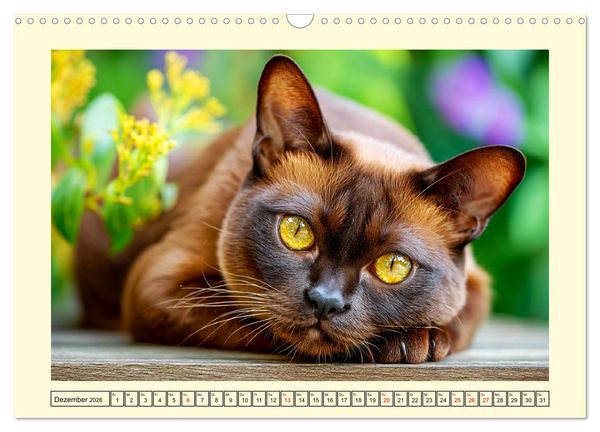 Produktbild: Burma-Katzen. Ausstrahlung und Anmut der faszinierenden Samtpfoten (Wandkalender 2026 DIN A3 quer), CALVENDO Monatskalender