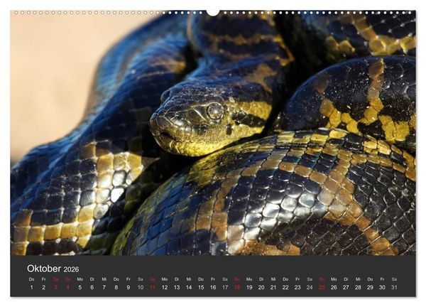 Produktbild: Wildlife Pantanal 2026 (hochwertiger Premium Wandkalender 2026 DIN A2 quer), Kunstdruck in Hochglanz