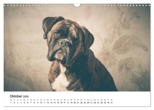 Produktbild: Deutscher Boxer (Wandkalender 2026 DIN A3 quer), CALVENDO Monatskalender