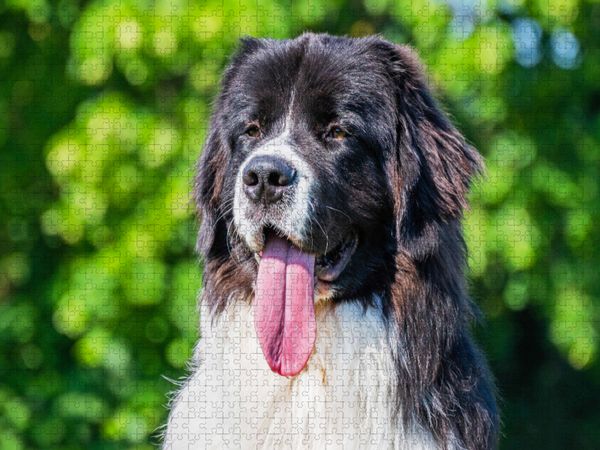 Produktbild: CALVENDO Puzzle Portr&auml;t einer Landseer-H&uuml;ndin | 2000 Teile Lege-Gr&ouml;&szlig;e 90x67cm Foto-Puzzle f&uuml;r gl&uuml;ckliche Stunden