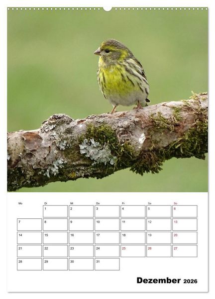 Produktbild: Amsel, Drossel, Fink und Star - beobachtet (Wandkalender 2026 DIN A2 hoch), CALVENDO Monatskalender