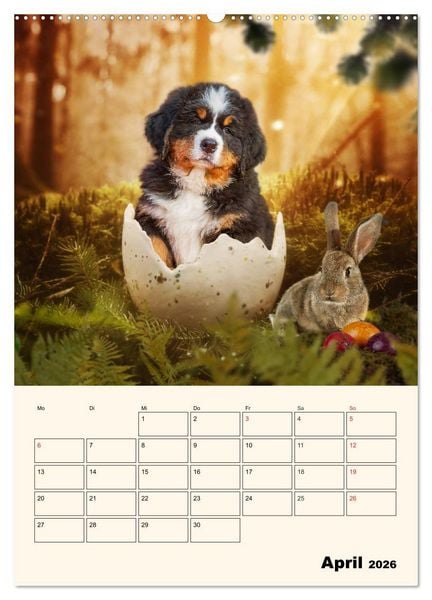 Produktbild: Traumhaft sch&ouml;n - Der Berner Sennenhund (hochwertiger Premium Wandkalender 2026 DIN A2 hoch), Kunstdruck in Hochglanz