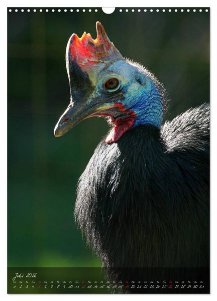 Produktbild: Nandu, Emu & Co. (Wandkalender 2026 DIN A3 hoch), CALVENDO Monatskalender