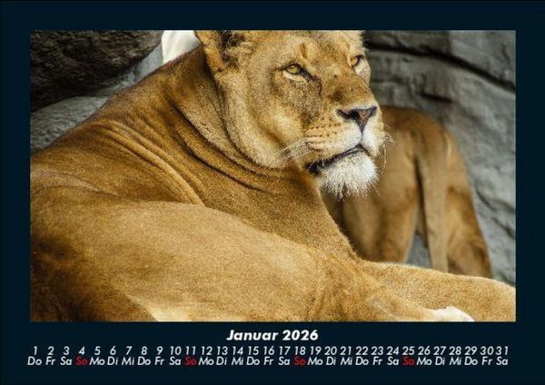 Produktbild: L&ouml;wen in der Wildnis 2026 Fotokalender DIN A5