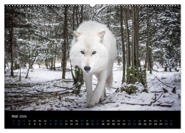 Produktbild: J'ai vu le loup (Calendrier mural 2026 DIN A2 vertical) calendrier de bureau
