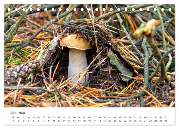 Produktbild: Heimische Pilze (Tischkalender 2026 DIN A5 quer), CALVENDO Monatskalender