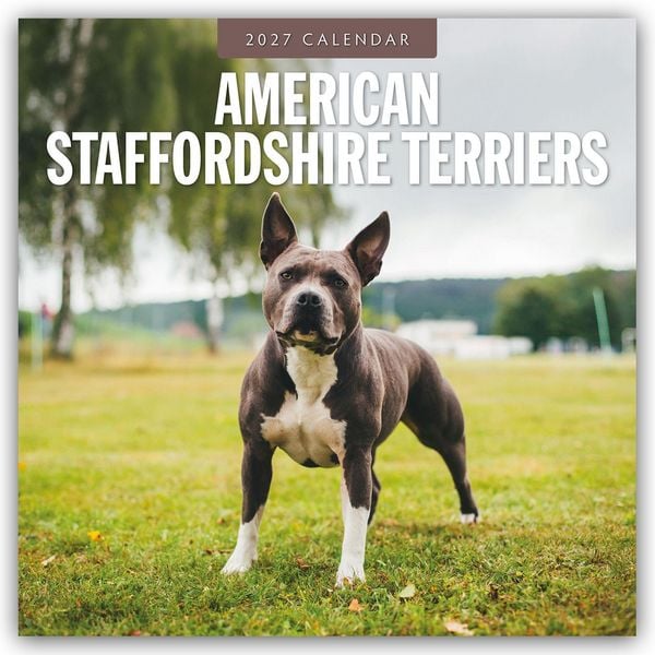 Produktbild: American Staffordshire Terriers &ndash; American Staffordshire Terrier 2027 &ndash; 16-Monatskalender