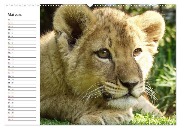 Produktbild: LION KING SELFIES L&ouml;wen hautnah (Wandkalender 2026 DIN A2 quer), CALVENDO Monatskalender