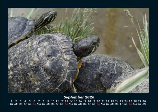Produktbild: Schildkr&ouml;tenzauber 2026 Fotokalender DIN A4