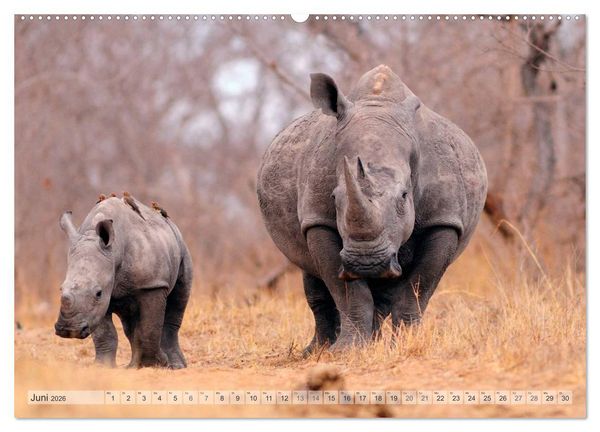 Produktbild: Afrikas Tierwelt Christian Heeb (Wandkalender 2026 DIN A2 quer), CALVENDO Monatskalender