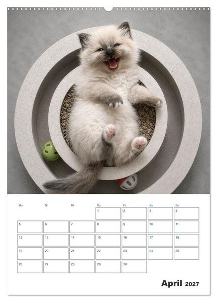 Produktbild: Heilige Birma Kitten Kalender mit Planer (Wandkalender 2027 DIN A2 hoch), CALVENDO Monatskalender
