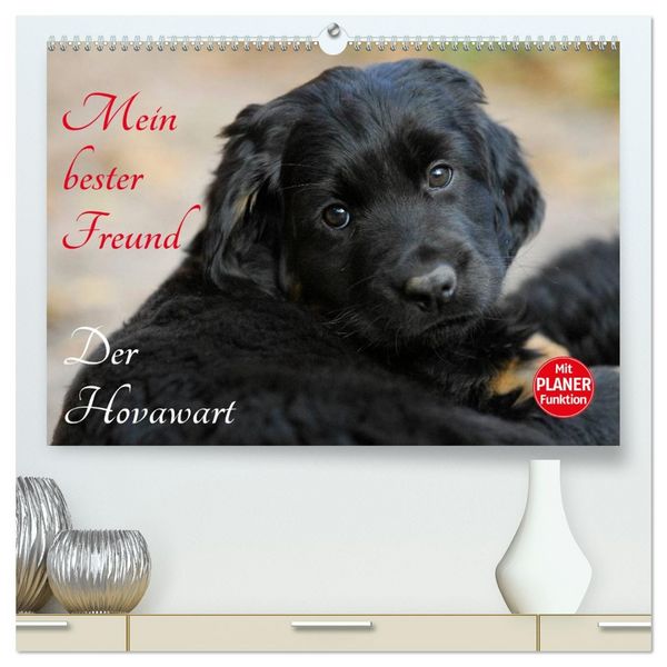 Mein bester Freund - Der Hovawart (hochwertiger Premium Wandkalender 2026 DIN A2 quer), Kunstdruck in Hochglanz
