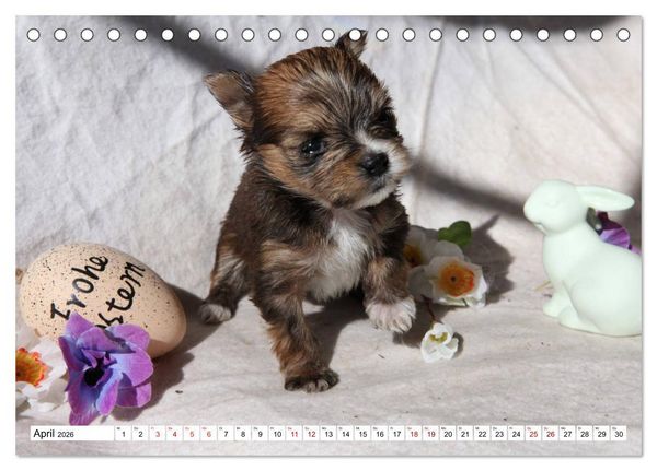 Produktbild: Bolonka Babykalender 2026 (Tischkalender 2026 DIN A5 quer), CALVENDO Monatskalender