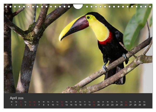 Produktbild: Costa Rica 2026 Exotische Vogelwelt (Wandkalender 2026 DIN A4 quer), CALVENDO Monatskalender