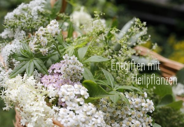 Produktbild: Entgiften mit Heilpflanzen
