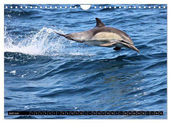Produktbild: Big Five aus dem Ozean Hai, Delphin, Wal, Robbe, Pinguin (Wandkalender 2026 DIN A4 quer), CALVENDO Monatskalender