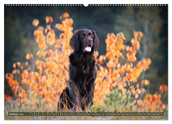 Produktbild: Jagdhund im Portrait - Deutsch Langhaar (Wandkalender 2026 DIN A2 quer), CALVENDO Monatskalender