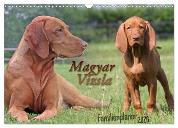 Familienplaner - Magyar Vizsla (Wandkalender 2026 DIN A3 quer), CALVENDO Monatskalender