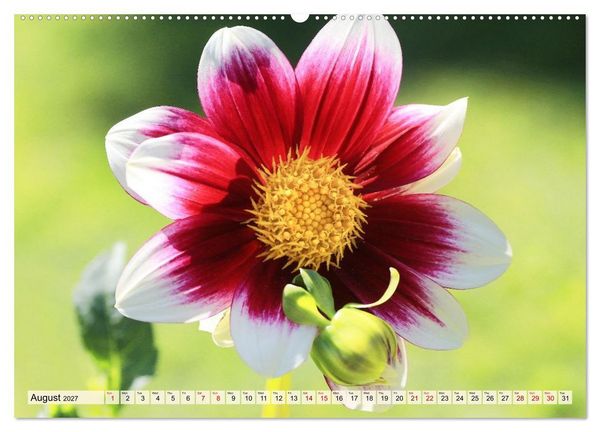 Produktbild: Fascinating Dahlias (High Quality Premium Wall Calendar 2027 DIN A2 landscape),CALVENDO 12 Month Wall Calendar
