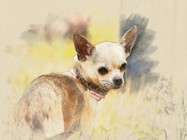 Produktbild: CALVENDO Puzzle Ein Motiv aus dem Kalender Chihuahuas 2017 | 1000 Teile Lege-Gr&ouml;&szlig;e 64x48cm Foto-Puzzle f&uuml;r gl&uuml;ckliche Stunden
