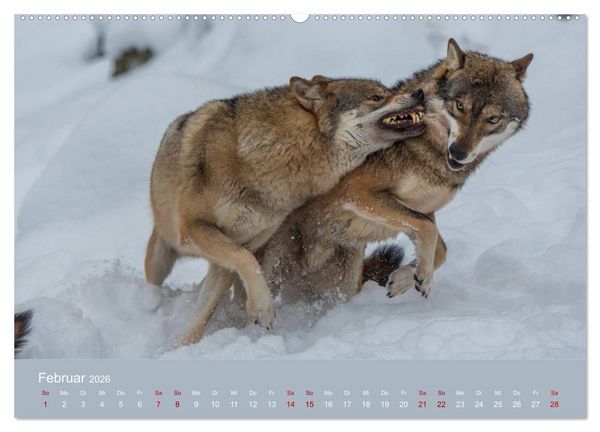 Produktbild: unter W&ouml;lfen (hochwertiger Premium Wandkalender 2026 DIN A2 quer), Kunstdruck in Hochglanz