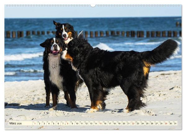 Produktbild: Berner Sennenhunde am Strand (Wandkalender 2026 DIN A2 quer), CALVENDO Monatskalender