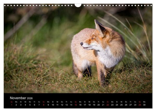 Produktbild: Rotf&uuml;chse (Wandkalender 2026 DIN A3 quer), CALVENDO Monatskalender