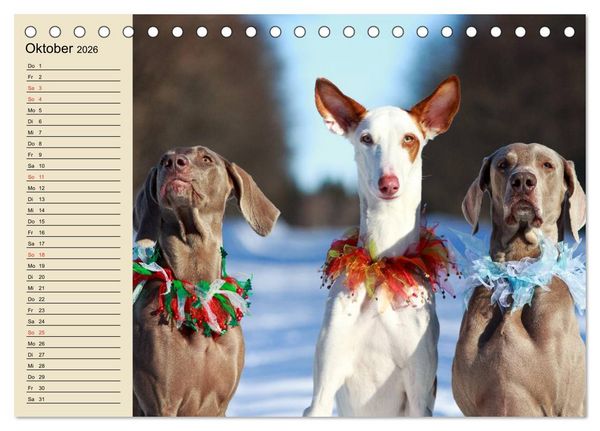 Produktbild: Beste Freunde. Bezaubernde Tierfreundschaften (Tischkalender 2026 DIN A5 quer), CALVENDO Monatskalender